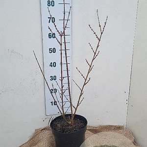 Forsythia int. 'Spectabilis' 60-80 cm 7,5L