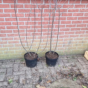 Frangula alnus 100-125 cm 7,5L solitair