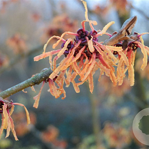 Hamamelis int. 'Orange Peel' 40-60 cm 7,5L