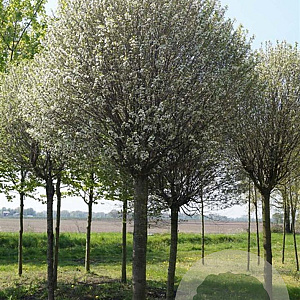 Robinia ps. 'Umbraculifera' 45-50 HO draadkluit 220 cm stam