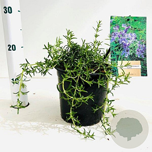 Rosmarinus off. 'Capri' 25-30 cm 2,0L