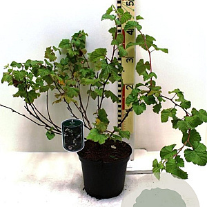 Rubus 'Benenden' 40-50 cm 3,0L