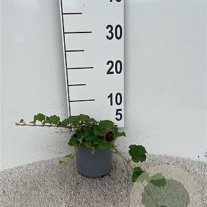 Rubus 'Betty Ashburner' 25-30 cm C1.3