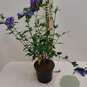 Hibiscus syr. Blue Chiffon 30-40 cm 3,0L