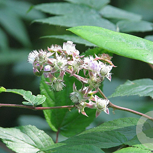 Rubus cockburnianus 200-250 cm 20L 3 stok