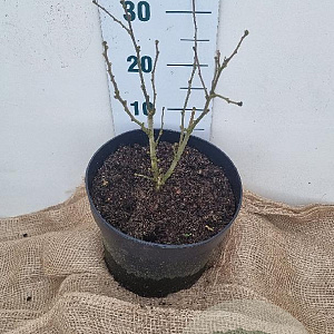 Hibiscus syr. Blue Chiffon 40-60 cm 10L