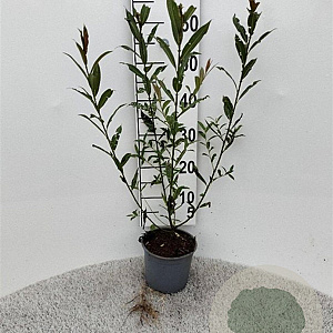 Salix alba 30-40 cm 2,0L