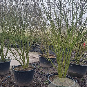 Hibiscus syr. 'Red Heart' 200-250 cm cont. 130L solitair