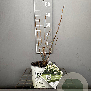 Hydrangea a. Strong Annabelle 30-40 cm 3,0L