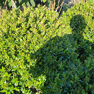 Ilex meserv. Blue Maid 65-70 cm 35L bol