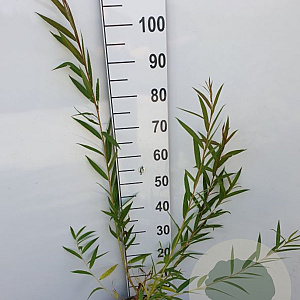 Salix alba vitellina 350-400 cm draadkluit meerstammig