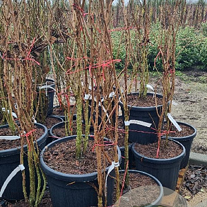 Koelreuteria paniculata 100-125 cm 35L najaarspotting