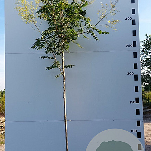 Koelreuteria paniculata 8-10 HO 40L