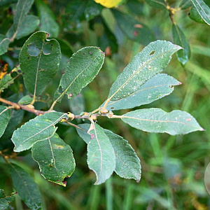 Salix cinerea 250-300 cm draadkluit struik