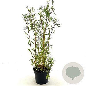 Salix 'Erythroflexuosa' 25-30 cm 3,0L