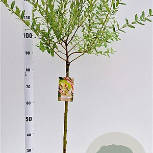 Salix integra 'Hakuro-nishiki' 60 cm stam 4,0L