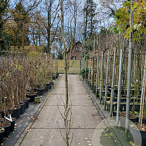 Liquidambar s. 'SlenderSilhouette' 200-225 cm 10L
