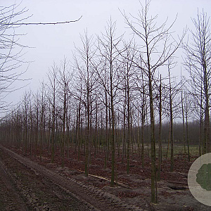 Liquidambar s. 'Worplesdon' 18-20 HO draadkluit