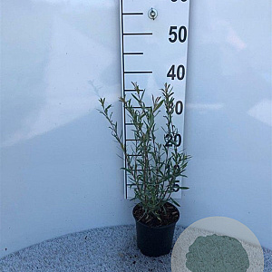 Salix purpurea 'Nana' 20-30 cm C1.3