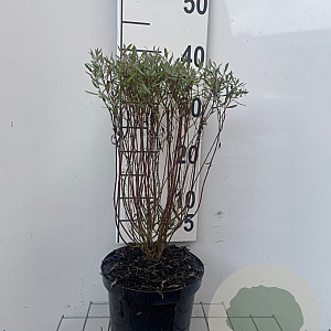 Salix purpurea 'Nana' 30-40 cm 3,0L