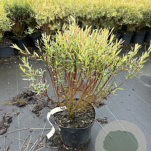 Salix purpurea 'Nana' 30-40 cm 3,0L