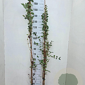 Lonicera caerulea 150-175 cm 5,0L
