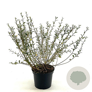 Salix repens nitida 30-40 cm 3,0L