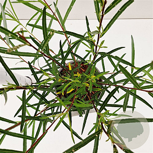 Salix rosmarinifolia 40-50 cm 2,5L