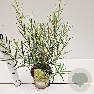 Salix rosmarinifolia 40-50 cm 2,5L