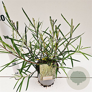 Salix rosmarinifolia 40-50 cm 2,5L