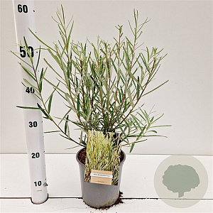 Salix rosmarinifolia 40-50 cm 2,5L