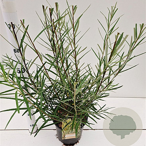 Salix rosmarinifolia 60-80 cm 4,5L