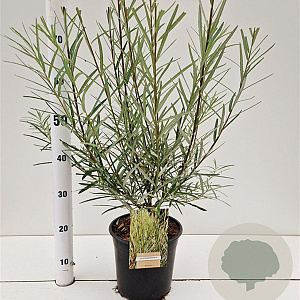 Salix rosmarinifolia 60-80 cm 4,5L