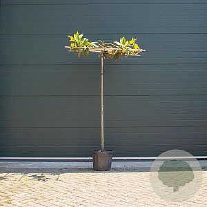 Magnolia grand. 'Ferruginea' 12-14 HO 45L dakvorm 250 cm stam