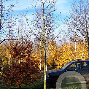 Magnolia kobus 20-25 HO draadkluit