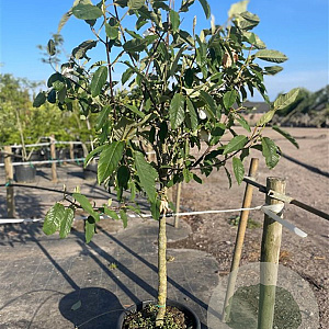 Magnolia sieboldii 14-16 cm container