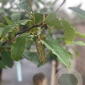 Magnolia sieboldii 14-16 cm container