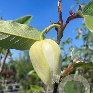 Magnolia sieboldii 14-16 cm container
