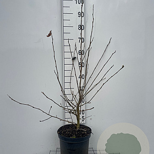 Magnolia stellata 100-125 cm 7,5L solitair