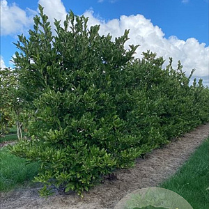 Magnolia stellata 150-175 cm draadkluit meerstammig 80-100 breed