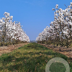 Magnolia stellata 150-175 cm draadkluit meerstammig 80-100 breed