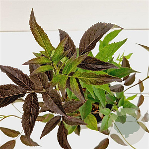Sambucus nigra Black Beauty 30-40 cm 2,5L