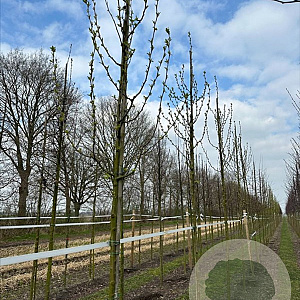 Malus baccata 'Street Parade' 10-12 HO draadkluit