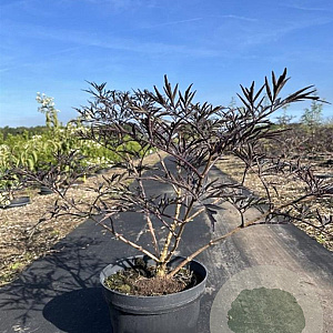 Sambucus nigra Black Beauty 40-60 cm 7,5L