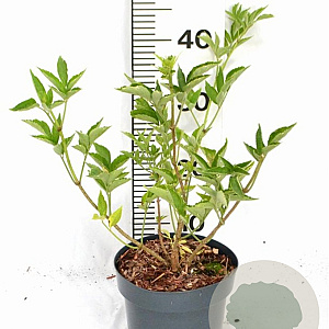 Sambucus nigra Gold Spark 40-50 cm 3,0L
