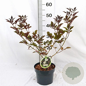 Sambucus nigra 'Guincho Purple' 30-40 cm 3,0L