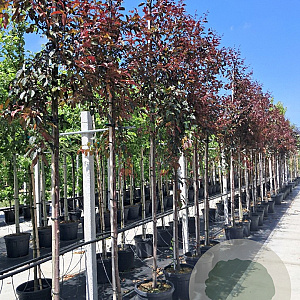 Malus 'Veitch's Scarlet' 10-12 HO 40L