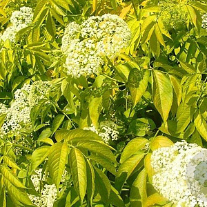 Sambucus racemosa 'Plumosa Aurea' 100-125 cm 20L