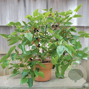 Morus alba 'Issai' 6-8 HO 10L 180 cm stam