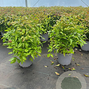 Nandina d. 'Firepower' 30-40 cm 3,0L